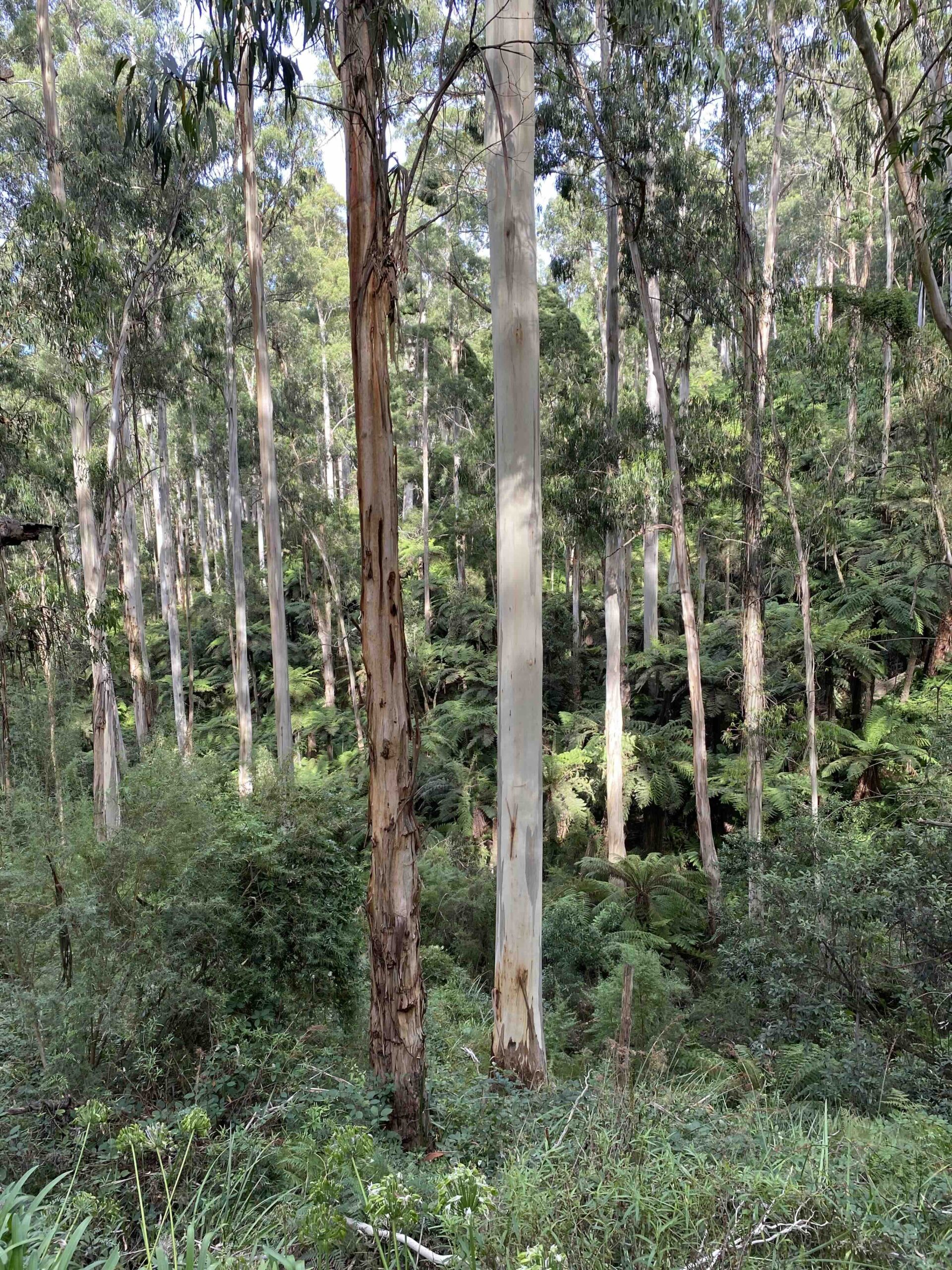 News - Repower The Dandenongs